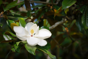 A picture of a magnolia flower in a tree in Covington, LA.